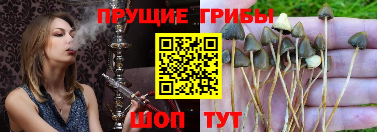 Псилоцибиновые грибы Psilocybe  Вход с VPN  Псилоцибиновые грибы ЛСД  Батайск 